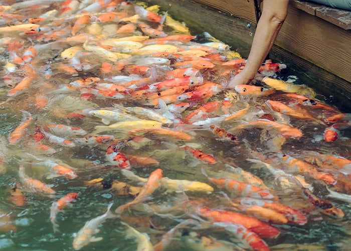 Warwickshire Koi - feeding koi fish
