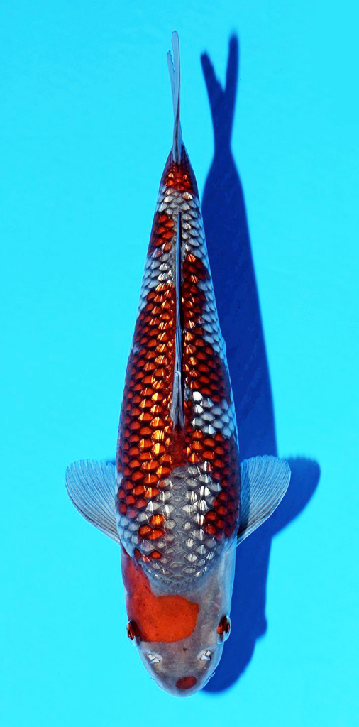 Warwickshire Koi | HQ Nisai Gin Rin Ochiba